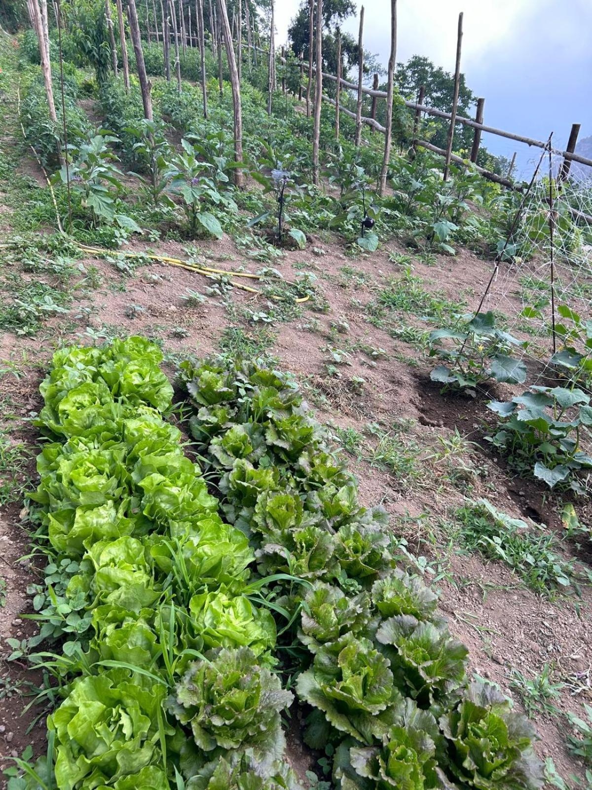 Agriturismo Orrido Di Pino Agerola Extérieur photo